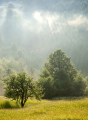 Obraz premium forest in fog