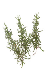 Heiligenkraut (Santolina chamaecyparissus)