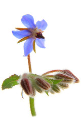 Borretsch