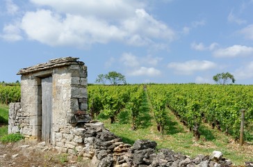 Fototapeta na wymiar vignoble en Bourgogne