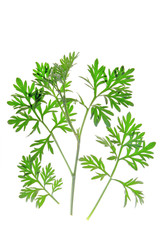 Wermut (Artemisia absinthium)