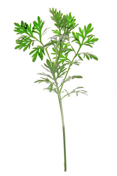 Wermut (Artemisia absinthium)