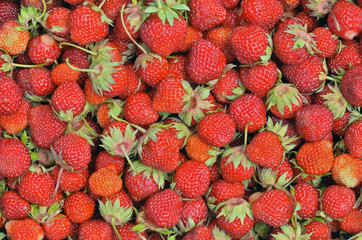 Berries of strawberry 24
