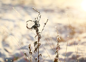 frost, winter, snow on the old grass