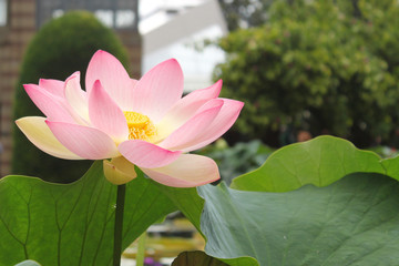 lotusblume