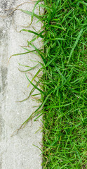 Fototapeta premium concrete floor with grass