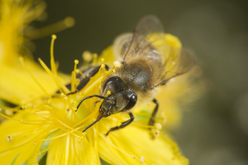 head shot of bee on yellow blossom
