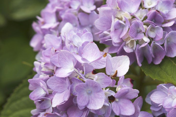 Hydrangea flower