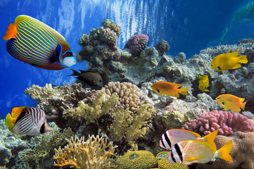 Naklejka na ściany i meble Tropical fish and Hard corals in the Red Sea, Egypt