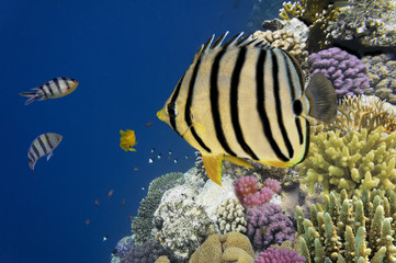 Fototapeta na wymiar Tropical fish on the coral reef