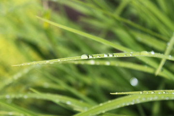 Obraz premium Grashalm