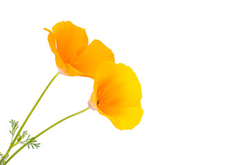 Fototapeta premium Eschscholzia californica flower
