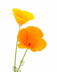 Obraz premium Eschscholzia californica flower