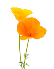 Naklejka premium Eschscholzia californica flower