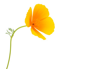 Naklejka premium Eschscholzia californica flower