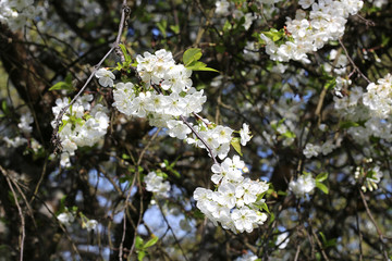 Cerisier en fleur