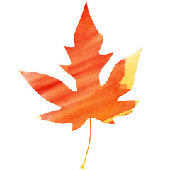 Maple leaf