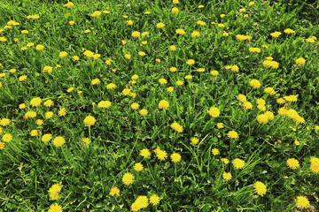 buttercup yellow flowers field