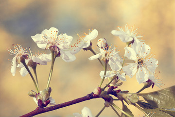cherry flowers and branches green background foliage rain