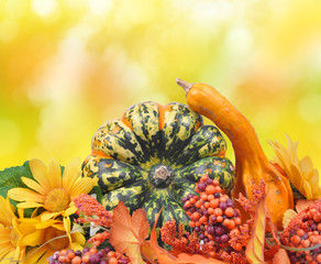 Colorful pumpkins on autumnal background