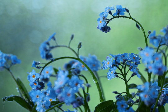 Small Blue Wild Flowers