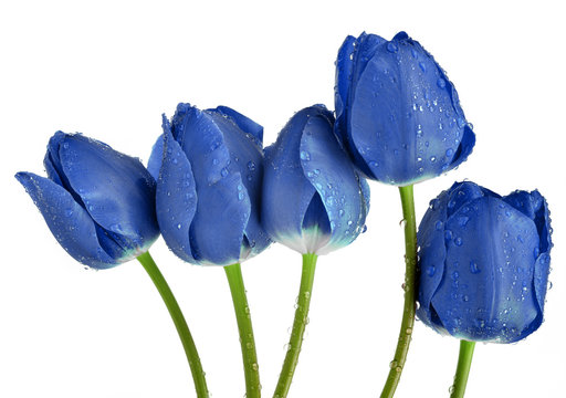 Fototapeta Dewy blue tulips isolated on white background