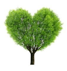 Tree in the shape heart isolated on white background
