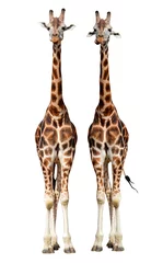 Crédence de cuisine en verre imprimé Girafe giraffes isolated