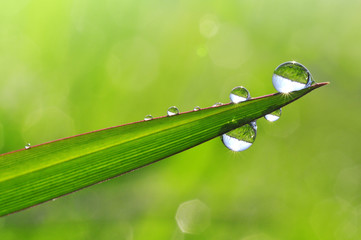 Dew drops close up