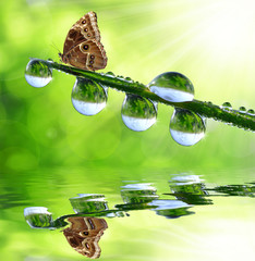 fresh morning dew and butterfly