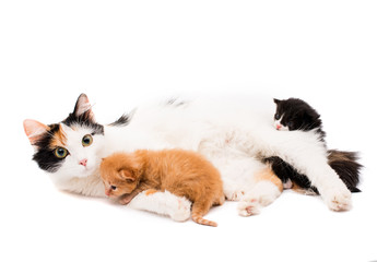 Fototapeta na wymiar cat with kittens