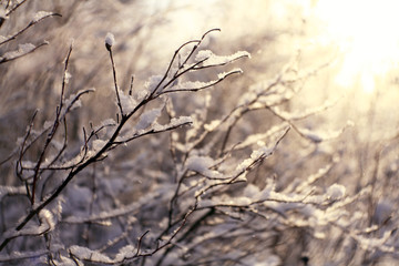 winter, snow on the branches of a tree, patterns