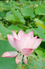 Lotus flower