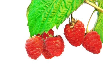 Organic raspberry on a branch