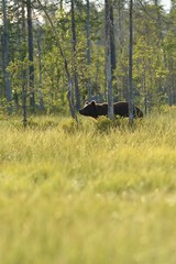 Brown bear walking in the forest near the swamp