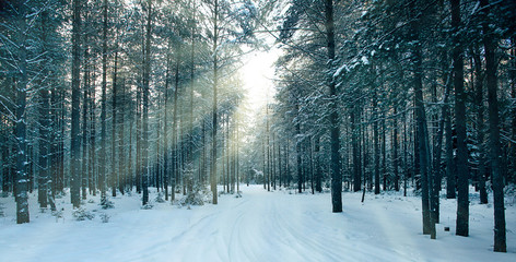 magical winter forest, a fairy tale, mystery