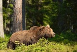 Brown bear resting in the forest