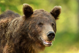Brown bear portrait in the forest