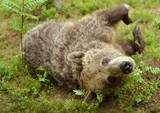 Brown bear closeup in the forest
