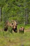 Brown bear with cub in the forest