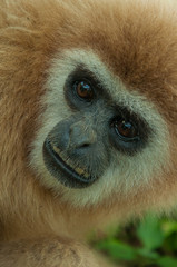 Close up face Gibbon