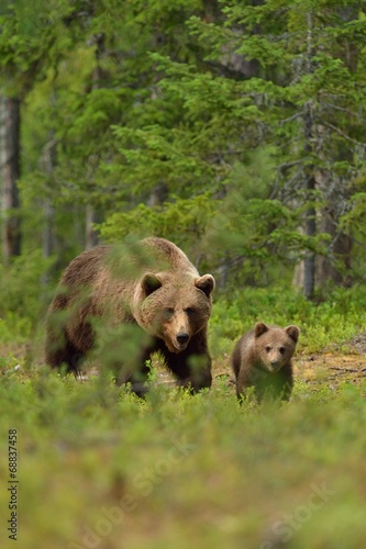 Brown bear with cub in the forest