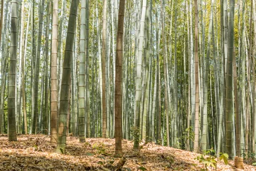 Foto op Canvas Bamboebos bij Arashiyama © ChenPG