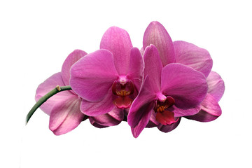 Fototapeta na wymiar magnificent orchid pink
