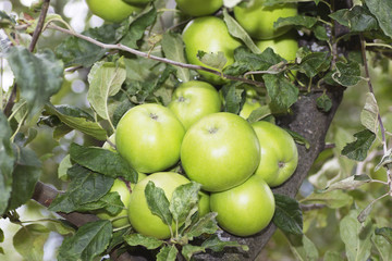 Green Apples