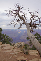 Fototapeta na wymiar Grand Canyon Look out tree