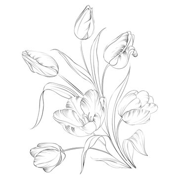 PrintHand drawn tulips.