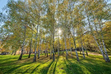 Siver birch trees
