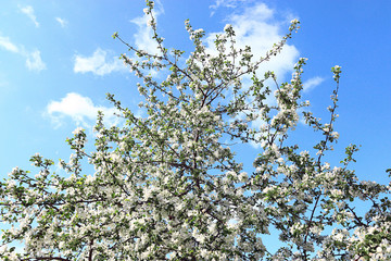 apple flowers background of blue sky