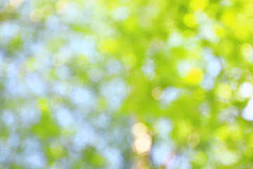 Fototapeta premium Summer green background blur bokeh highlights